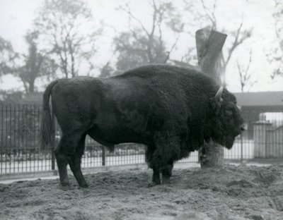 Egy malebull európai bölény áll a füvön a karámjában. Londoni Állatkert, 1927. október. A sebezhető európai bölényt Wisentnek vagy európai erdei bölénynek is nevezik. alkotó: Frederick William Bond