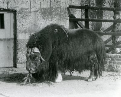 1931-ben a londoni állatkert karámjában eszik egy érett pézsmaökör, más néven pézsmaökör és pézsmaökör, állva (f/w fotó) alkotó: Frederick William Bond