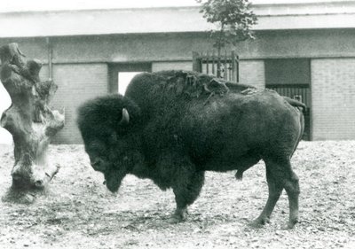 Egy majdnem fenyegetett amerikai bölény bivaly bika a karámjában áll a Londoni Állatkertben, 1927 alkotó: Frederick William Bond