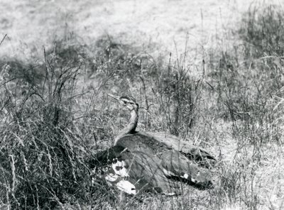 Egy majdnem fenyegetett arab túzok kitárja szárnyait, közel a földhöz, egy hosszú fű között, Londoni Állatkert, 1925. július alkotó: Frederick William Bond