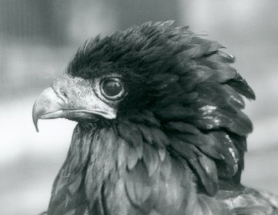 Egy majdnem fenyegetett Bateleur Eagle a londoni állatkertben 1927-ben alkotó: Frederick William Bond
