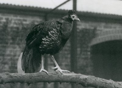 Egy majdnem fenyegetett Viellots Fireback vagy Crested Fireback, egy ágon állva, Londoni Állatkert, 1927 alkotó: Frederick William Bond