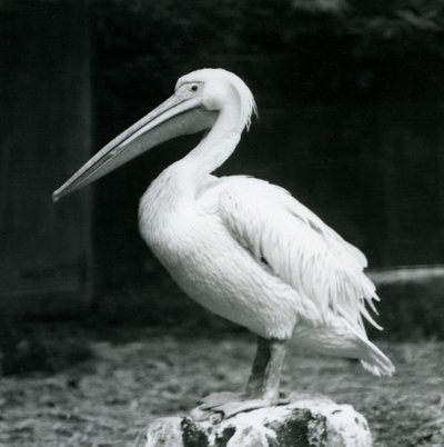 Egy pelikán egy fatönkön állt a londoni állatkertben 1925 szeptemberében alkotó: Frederick William Bond