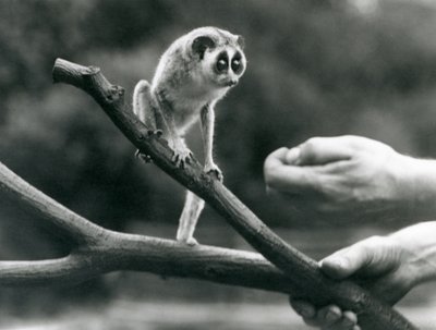 Egy karcsú loris egy állattartó által tartott ágon, Londoni Állatkert, 1926. augusztus alkotó: Frederick William Bond
