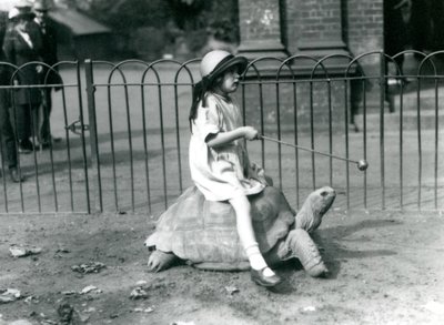 Egy kicsi lány, Betty, egy botot tart, melynek végén alma, hogy vezesse az óriásteknőst, amin lovagol, Londoni Állatkert, 1924 alkotó: Frederick William Bond