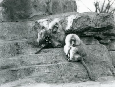 Három felnőtt és egy bébi szent páviánból álló kis csoport a londoni állatkert Monkey Hill sziklái között alkotó: Frederick William Bond