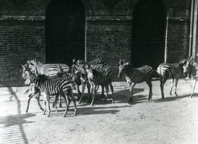 Egy kis Chapmans Zebra csorda a londoni állatkertben 1924-ben alkotó: Frederick William Bond