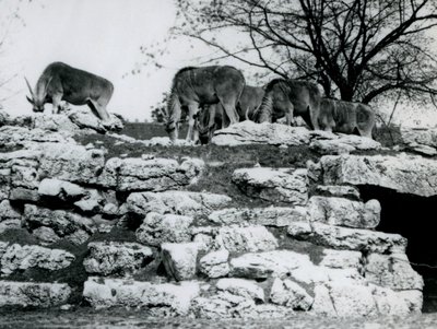 A londoni állatkert ElandAntelope Paddockjában a sziklák között legelésző kis csorda Common Eland 1925 júniusában alkotó: Frederick William Bond