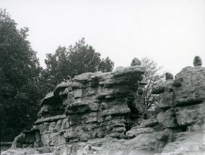 Egy csapat szent pávián a londoni állatkert „Monkey Hill” sziklái között alkotó: Frederick William Bond