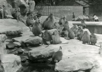 Egy csapat szent pávián, köztük egy iszik egy medencéből, a londoni állatkert „Monkey Hill” sziklái között alkotó: Frederick William Bond