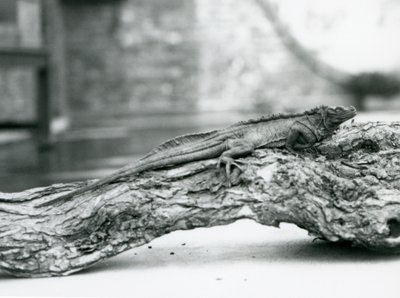 Egy sebezhető vitorlásgyík egy rönkön pihen a londoni állatkertben 1928-ban (f/w fotó) alkotó: Frederick William Bond
