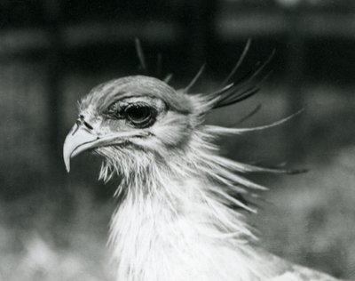 Egy sebezhető Secretary Bird vagy Secretary Bird a londoni állatkertben 1928-ban (f/w fotó) alkotó: Frederick William Bond