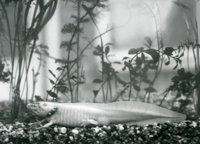 Egy fehér Axolotl/mexikói szalamandra kavicson nyugszik egy tartály padlóján a londoni állatkertben 1928-ban (f/w fotó) alkotó: Frederick William Bond