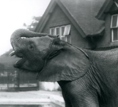 Fiatal afrikai elefánt homlokra emelt törzsével, Londoni Állatkert, 1925. augusztus alkotó: Frederick William Bond