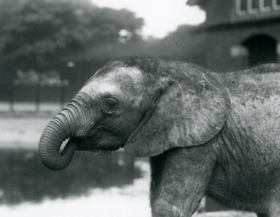 Fiatal afrikai elefánt, a törzs végével a szájában, Londoni Állatkert, 1925. augusztus alkotó: Frederick William Bond