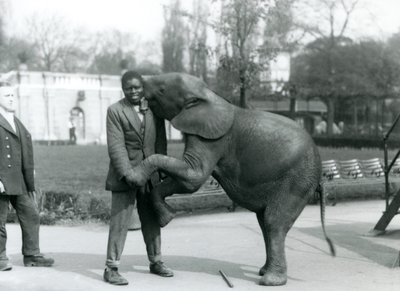 Egy fiatal afrikai törpe elefánt hátsó lábain áll, hogy átölelje afrikai trénerét, miközben az állattartó nézi, Londoni Állatkert, 1925. július alkotó: Frederick William Bond