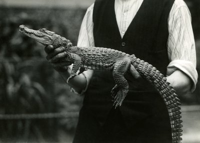 Egy fiatal amerikai aligátor, akit tartója, a Londoni Állatkert tartott, 1924 alkotó: Frederick William Bond