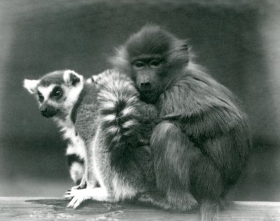 Egy fiatal pávián hozzábújik egy gyűrűsfarkú makihoz egy gerendán, Londoni Állatkert, 1925 alkotó: Frederick William Bond