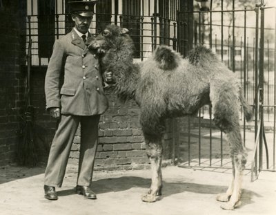 Egy fiatal baktriai teve, amely a menazsériában született, gazdájával, a Londoni Állatkerttel alkotó: Frederick William Bond