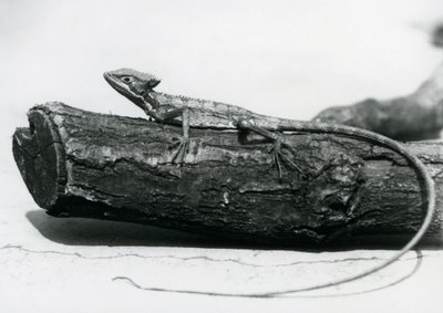 Fiatal baziliszkusz gyík pihent egy rönkön a londoni állatkertben 1928 augusztusában (f/w fotó) alkotó: Frederick William Bond
