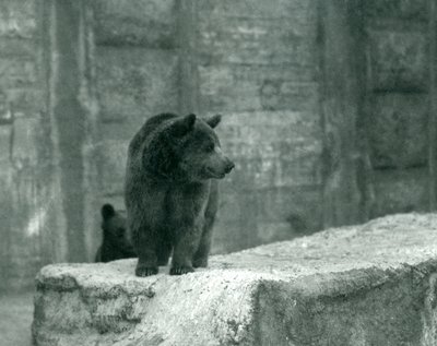 Egy fiatal barna medve a londoni állatkertben, 1914. június alkotó: Frederick William Bond