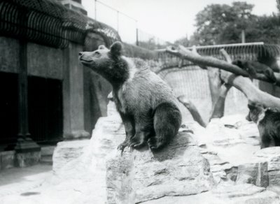 Egy fiatal barnamedve ül egy sziklán az előtérben, egy másik sétál mögötte, a harmadik pedig egy ágon alszik, Londoni Állatkert, 1913. augusztus alkotó: Frederick William Bond