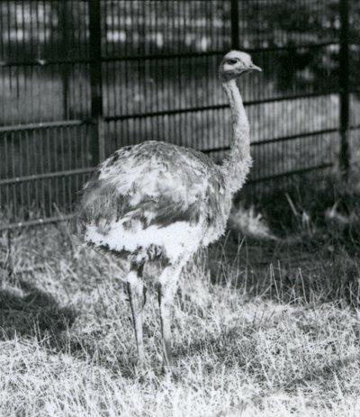 Egy fiatal Darwin/Lesser Rhea füvön áll, a londoni állatkert kerítése mellett alkotó: Frederick William Bond