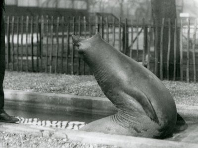 Egy fiatal elefántfóka hátrafelé nyúl, Londoni Állatkert alkotó: Frederick William Bond