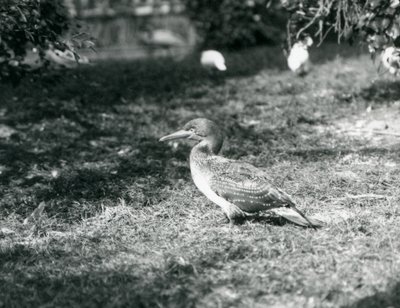 Egy fiatal Gannet a füvön állt a londoni állatkertben 1927 szeptemberében alkotó: Frederick William Bond