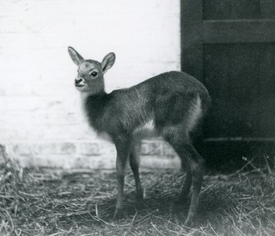 Egy fiatal Lechwe szénán áll a Londoni Állatkertben, 1926. január alkotó: Frederick William Bond