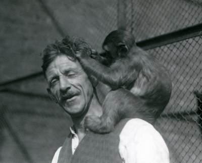 Egy fiatal majom, aki ápolja Flewin haját, Londoni Állatkert 1928 (f/w fotó) alkotó: Frederick William Bond