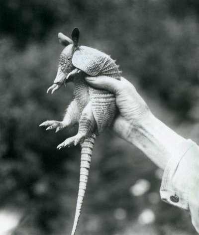 Fiatal kilencsávos tatu Kilencsávos, hosszú orrú tatu őr kezében tartva, Londoni Állatkert, 1926. augusztus alkotó: Frederick William Bond