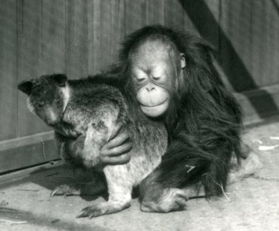Egy fiatal orangután megölel egy kengurut a londoni állatkertben 1927-ben alkotó: Frederick William Bond