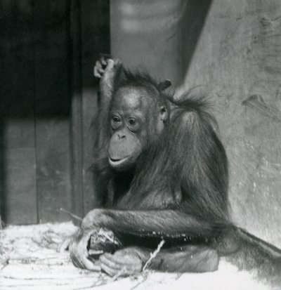 Egy fiatal orangután a londoni állatkert kikertjében ül, 1925 októberében alkotó: Frederick William Bond