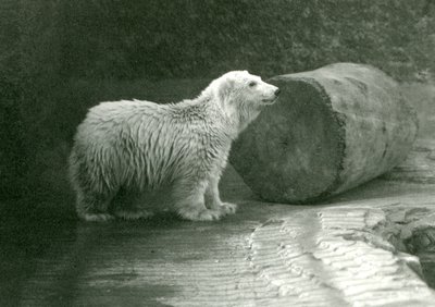 Egy fiatal jegesmedve a londoni állatkertben 1924 novemberében alkotó: Frederick William Bond