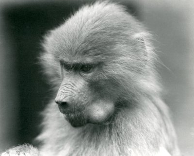 Egy fiatal szent pávián teli pofatáskával, Londoni Állatkert, 1925 alkotó: Frederick William Bond