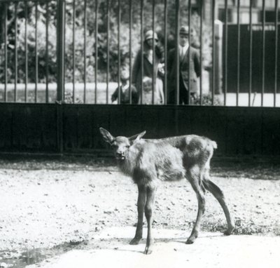 Egy fiatal Wapiti/Elk a karámban áll, a látogatók a rácsokon keresztül néznek, Londoni Állatkert, 1927. augusztus (f/w fotó) alkotó: Frederick William Bond