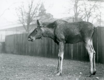 Egy fiatal jávorszarvas/jávorszarvas bika, a közelmúltban kihullott agancsok sebeivel a londoni állatkert karámjában áll (f/w fotó) alkotó: Frederick William Bond