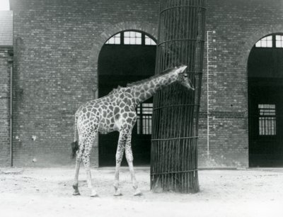 Fiatal nőstény zsiráf áll egy fa előtt, a londoni állatkert Zsiráfháza előtti karámban alkotó: Frederick William Bond