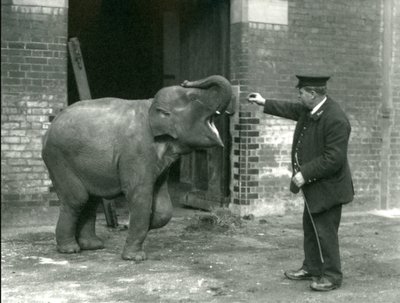 Fiatal nőstény indiai elefánt Keeper H. Robertsonnal, a londoni állatkertben, 1922. február 22. alkotó: Frederick William Bond