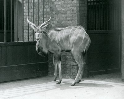 Egy fiatal hím Greater Kudu a londoni állatkert kikertjében áll 1929-ben (f/w fotó) alkotó: Frederick William Bond