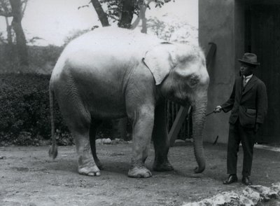 Albino White Elephant Pawah Dr. Saw Po Minute-tal, Londoni Állatkert, 1926. május alkotó: Frederick William Bond
