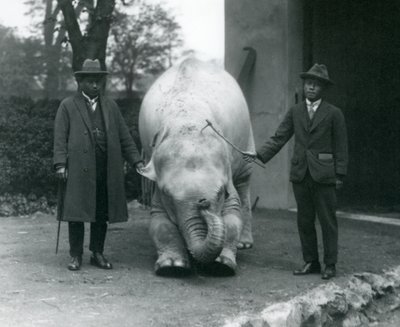 AlbinoWhite Elephant Pawah Dr. Saw Po Minnel és fiával, Londoni Állatkert, 1926. május alkotó: Frederick William Bond