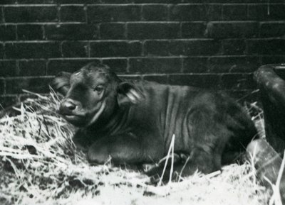 Egy AfricanCape Buffalo borjú, született a menazsériában 1927. február 8-án, szalmában feküdt a londoni állatkertben, 1927. február alkotó: Frederick William Bond