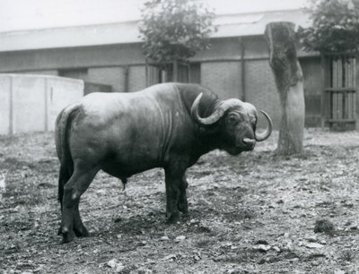Egy afrikai bivaly vagy Cape Buffalo, aki a karámjában áll a londoni állatkertben, 1927 alkotó: Frederick William Bond