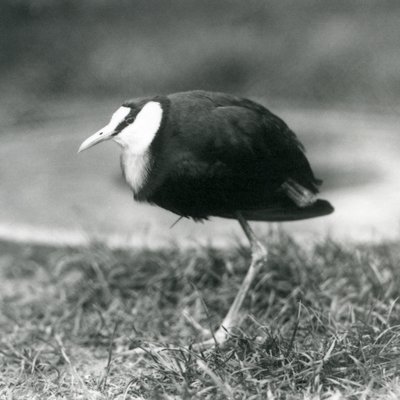 Egy afrikai jacana füvön áll a londoni állatkertben, 1927 augusztusában alkotó: Frederick William Bond