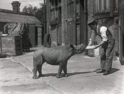 Egy afrikai orrszarvú, Kathlene és Harry Warryck állattartó a ZSL Londoni Állatkertben, 1928. szeptember alkotó: Frederick William Bond