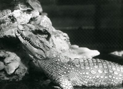 Egy amerikai aligátor egy medencében pihen, és felnéz a sziklákra a medence szélén, London Zoo alkotó: Frederick William Bond