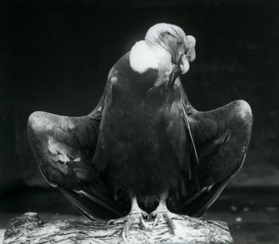 Egy andoki kondor egy rönkön nyugszik, Londoni Állatkert, 1925 alkotó: Frederick William Bond