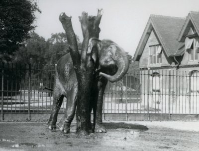 Egy ázsiai elefánt vakarózik a füle mögött a karmolóoszlopon, annak kifutójában, Londoni Állatkertben alkotó: Frederick William Bond